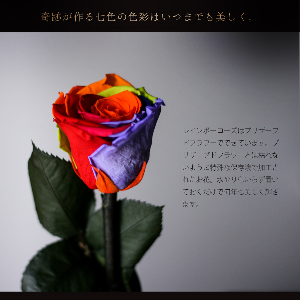 Rainbow Rose 一輪の薔薇 レインボーローズ Make Future 本店